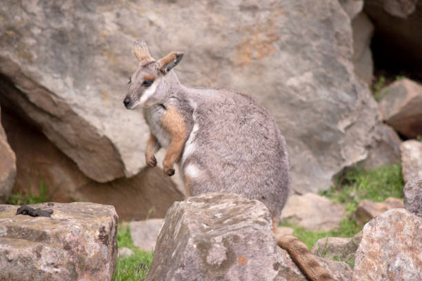 istock this is yellow footed rock wallaby standing on a rockery 1723598093