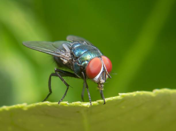 istock A green fly landing on green leaf. 1723599171