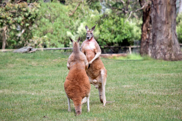 istock the two red kangaroosare taking a break from fighting 1723600204