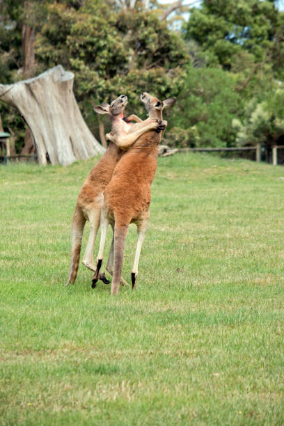 istock the red kangaroos are using their tail to balance while fighting 1723600211