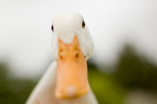 Head on close up of a duck.  Shallow depth of field, focus is on the eyes.