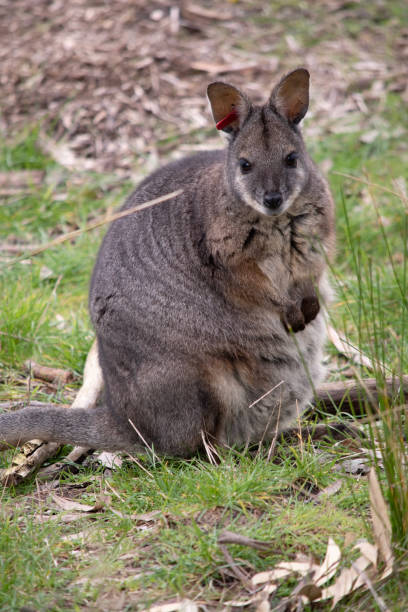istock the joey is in her pouch 1723602281