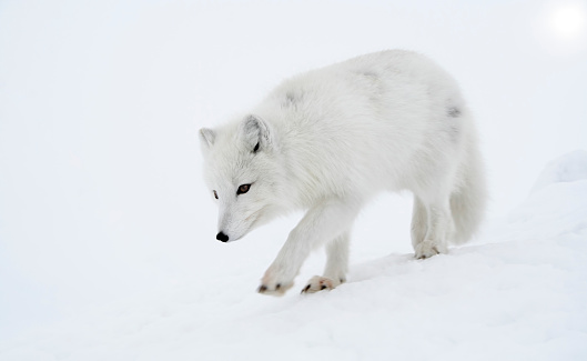 Alopex lagopus, Arctic fox. Wildlife. Arctic,  Kolguev Island, Barents Sea, Russia.