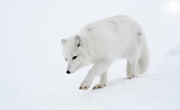 Polar fox steps out briskly. Alopex lagopus, Arctic fox. Wildlife. Arctic, Kolguev Island, Barents Sea, Russia. white fox stock pictures, royalty-free photos & images