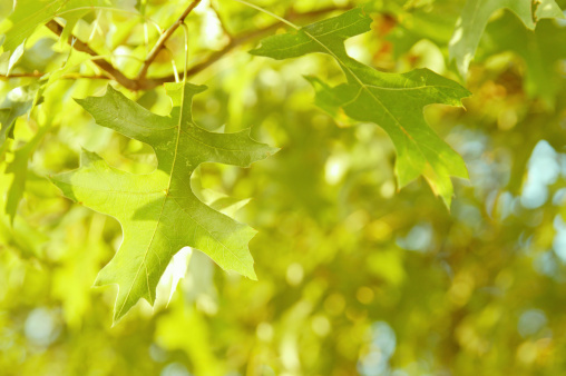 Green Oak leaves ready to change colorsPlease click on the banner below for more fall videos and images