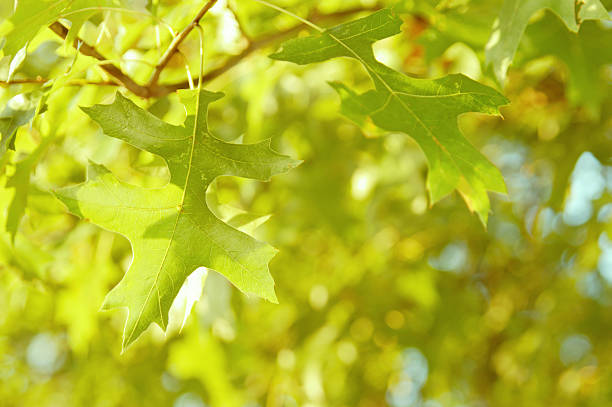 Oak leaves stock photo