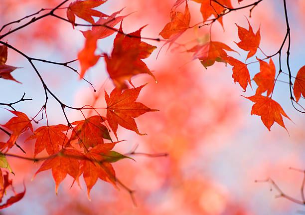 istock Red Autumn Japanese Maple Leaves 172360617