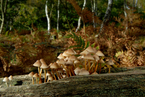 Mycena Crocata or Saffrondrop Bonnet is found in leaf litter and twigs on beech wood in autumn