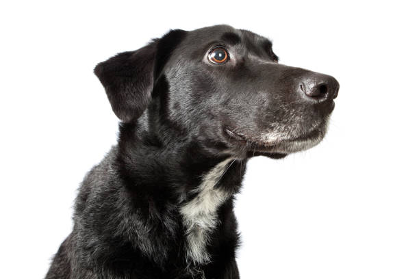 istock Dog looking intently off to camera right and up 172360980