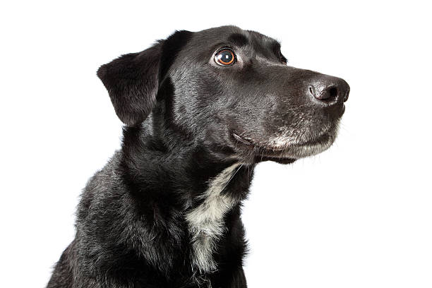 Dog looking intently off to camera right and up stock photo