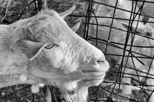 Cute goats inside of paddock at farm