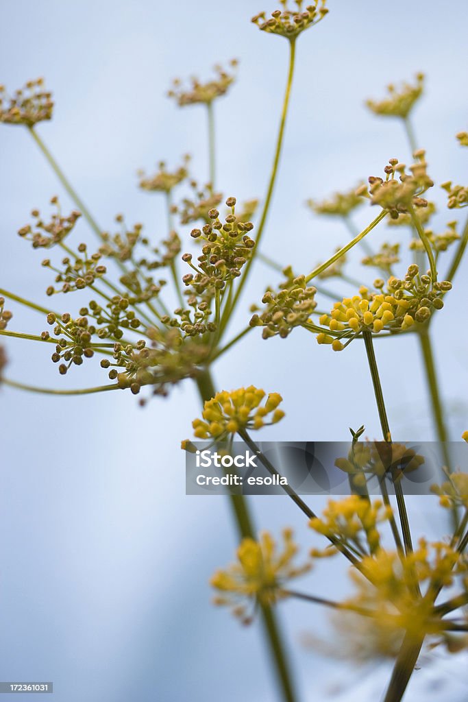 Funcho Flores - Royalty-free Comida Foto de stock