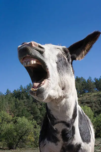A donkey laughing, braying, yawning and making a face in Custer State Park, South Dakota. The ass raises its head expressively, displaying a humorous and playful attraction at a famous tourist scenic area and summer travel destination. The animal is a symbol of the USA Democratic Party. The blue sky provides copy space. 