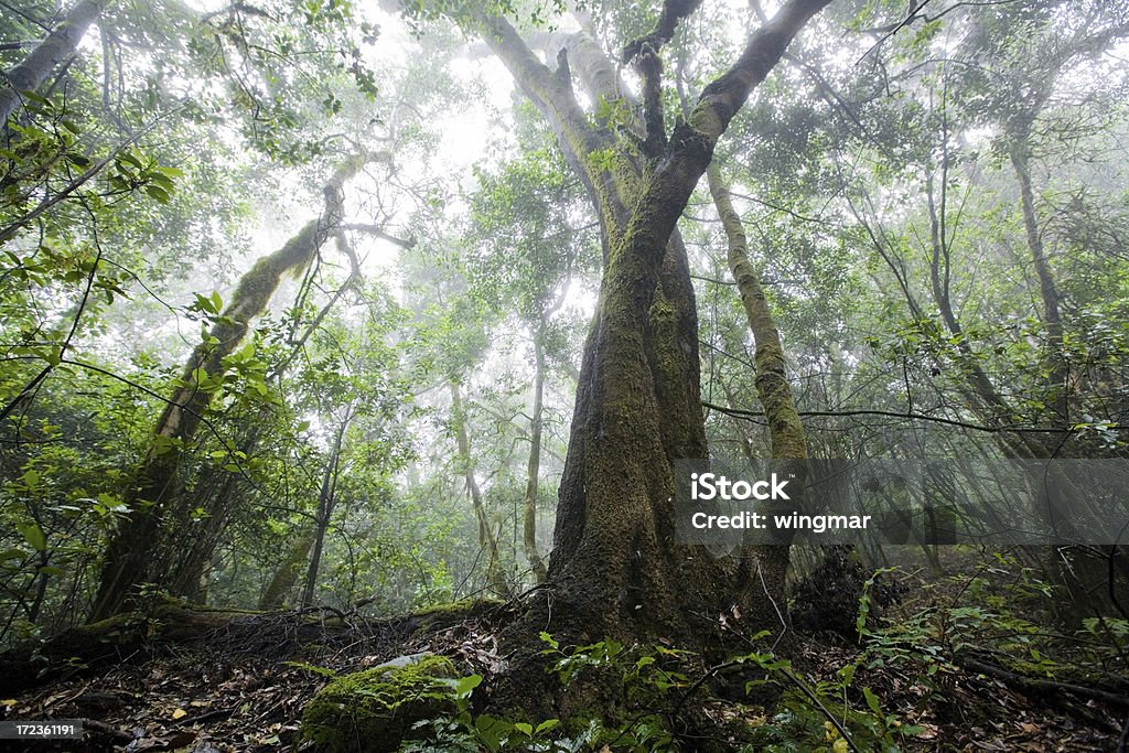 la gomera floresta tropical - Foto de stock de Abundância royalty-free