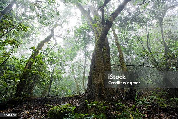 Foto de La Gomera Floresta Tropical e mais fotos de stock de Abundância - Abundância, Ajardinado, Alto - Descrição Geral