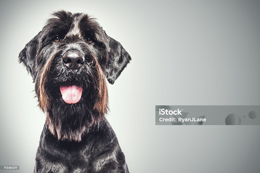 Schnauzer retrato gigante - Foto de stock de Perro libre de derechos