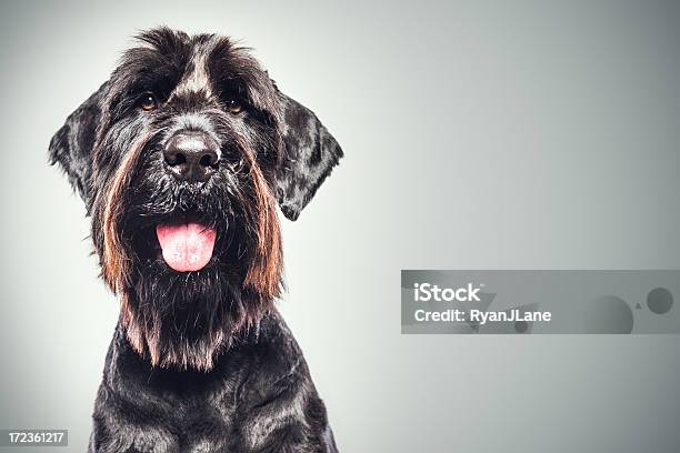 Schnauzer Retrato Gigante Foto de stock y más banco de imágenes de Perro - Perro, Felicidad, Schnauzer