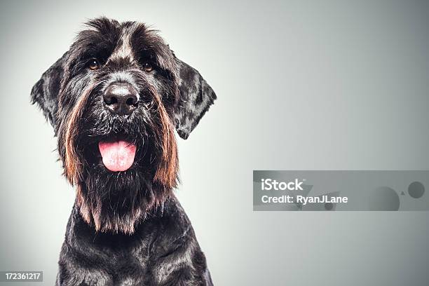 ジャイアントシュナウザーポートレート - 犬のストックフォトや画像を多数ご用意 - 犬, 幸福, シュナウザー