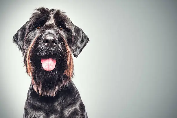 A profile portrait of a large purebred giant Schnauzer (Riesenschnauze) with a goofy grin on his face; looks like he's smiling for the camera, his tongue hanging out.  Vertical studio shot.