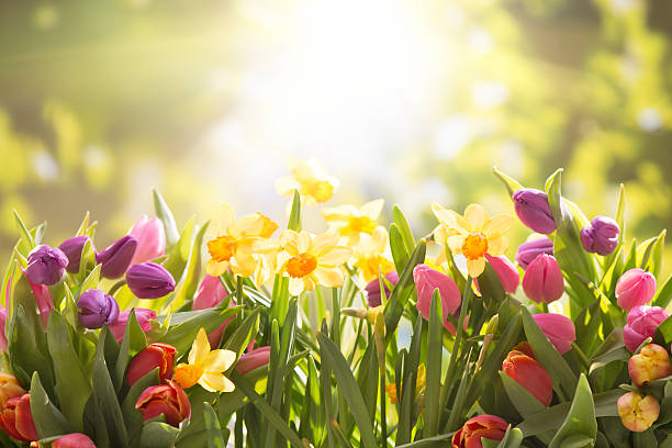 Colorful tulips  and daffodils on nature background Colorful tulips  and daffodils on nature background paperwhite narcissus stock pictures, royalty-free photos & images