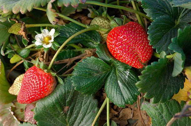 nahaufnahme von ripening strawberies on the vine - strawberry vine stock-fotos und bilder