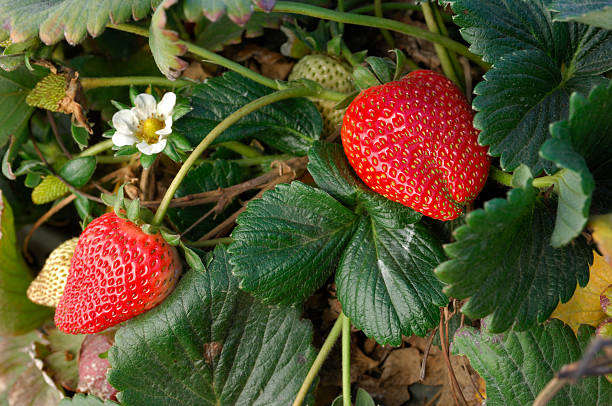 close-up of ripening strawberies en la vid - strawberry vine fotografías e imágenes de stock