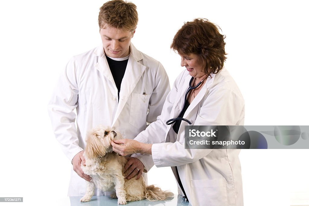 Animal Health Care-Experten - Lizenzfrei Arbeiten Stock-Foto