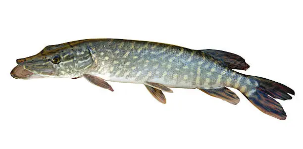 Esox lucius - a predatory freshwater fish with long teeth isolated on a white background with clipping path.