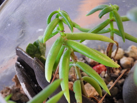 A close-up of a young succulent plant