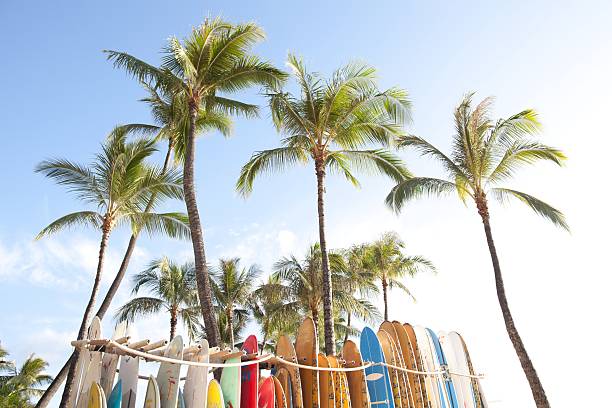 Palm trees and surfboards stock photo