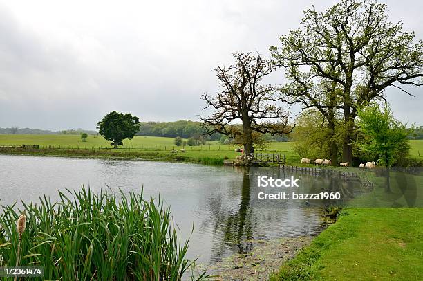 Parkland Stock Photo - Download Image Now - Bury St Edmunds, Agricultural Field, Animal