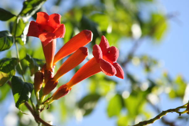 Trumpet Flowers stock photo