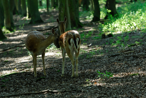 two young fallow deers in the forest
