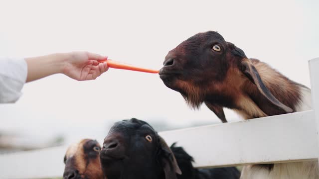 Feeding goats by hand at a farm.