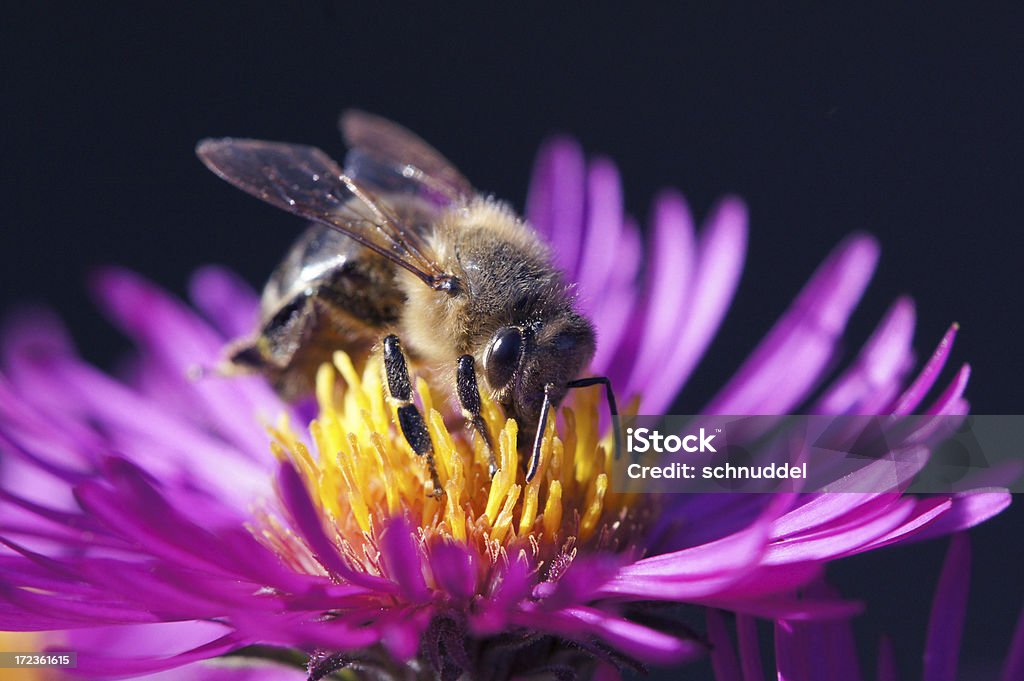 Ape su michaelmas daisy - Foto stock royalty-free di Ala di animale