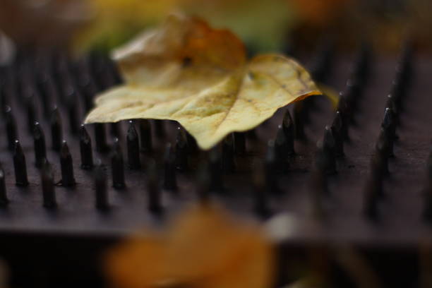 Meditation in nature. Two boards with sharp copper nails pointing uphill. Boards with nails are on autumn meadow
