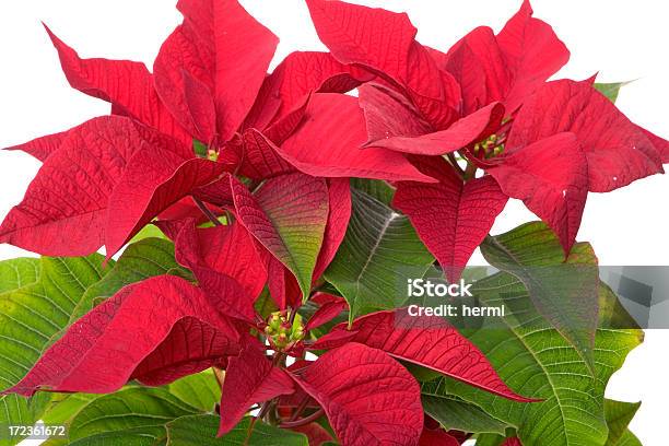 Natal Bicodepapagaio Fotografia De Estúdio Em Branco - Fotografias de stock e mais imagens de Belém