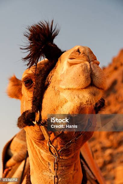 Kamel In Sinai Stockfoto und mehr Bilder von Behaart - Behaart, Berg, Berg Sinai