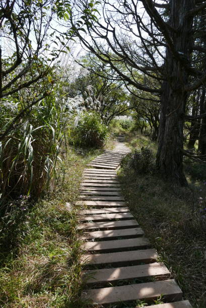 Mt. Tonodake is the highest peak along the Omote Ridge that runs between Mt. Oyama and Nabewari Ridge . It has easy access, being about 80 minutes to Shibusawa Station from both Shinjuku and Tokyo. el monte tonodake es el pico más alto a lo largo de la cresta de omote que se extiende entre el monte oyama y la cresta de nabewari. tiene fácil acceso, ya que está a unos 80 minutos de la estación de shibusawa tanto de shinjuku como de tokio.