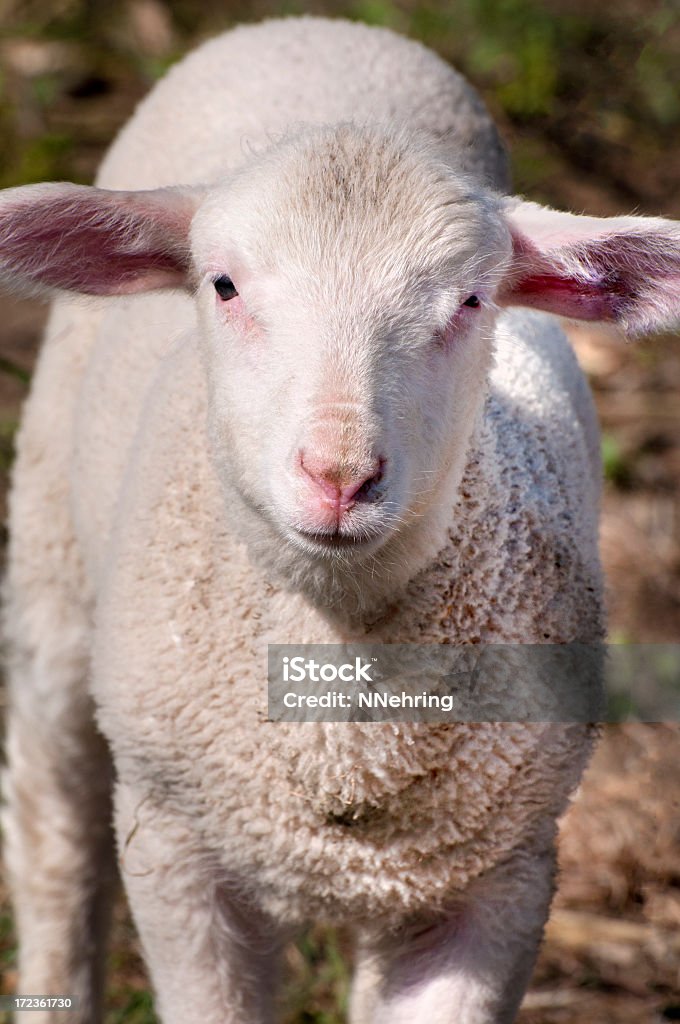 Le printemps est arrivé d'agneau - Photo de Agneau - Animal libre de droits