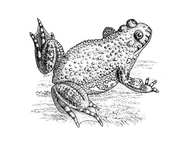 19th century engraving of a toad photographed from a book titled the 'National Encyclopedia', published in London in 1881. Copyright has expired on this artwork. Digitally restored. toad illustrations stock illustrations