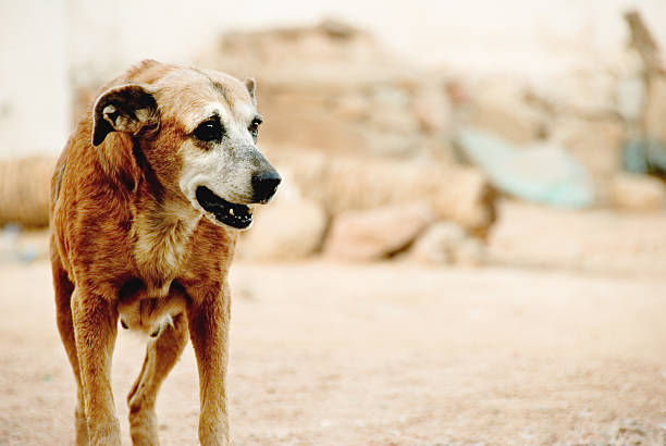 A white and brown spotted dog with a collar looks through a chain-link fence, with another dog partially visible nearby, likely in an animal shelter.