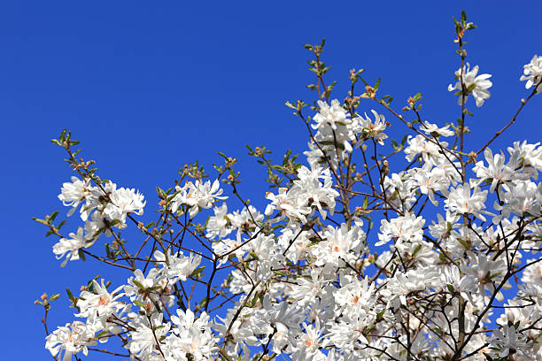 arbre en fleurs blanches sur fond bleu - ornamental garden vibrant color illuminated air photos et images de collection