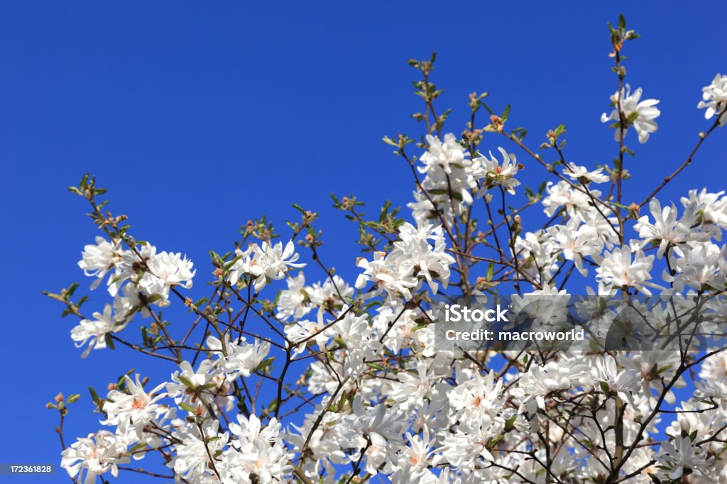 Albero fioriti bianca su sfondo blu - Foto stock royalty-free di Albero