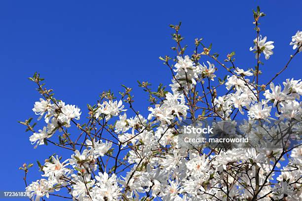 Albero Fioriti Bianca Su Sfondo Blu - Fotografie stock e altre immagini di Albero - Albero, Ambientazione esterna, Bellezza naturale