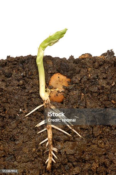 Foto de Um Novo Crescimento e mais fotos de stock de Planta nova - Planta nova, Raiz, Semente