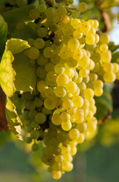 istock Mature bunch of grapes. 172362077