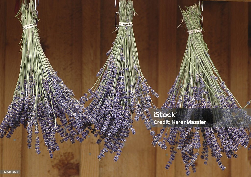 Lavendel Trocknen - Lizenzfrei Trocknen Stock-Foto