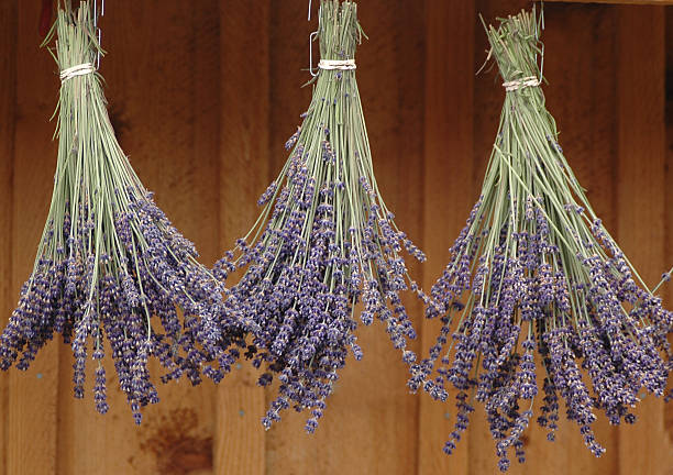 클린싱 건조 - lavender dried plant lavender coloured bunch 뉴스 사진 이미지