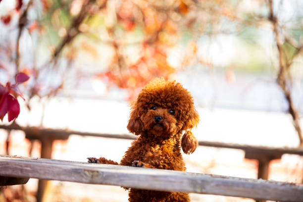 istock A toy poodle in autumn 1723621024